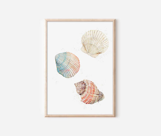 three seashells on a white background framed in a wooden frame